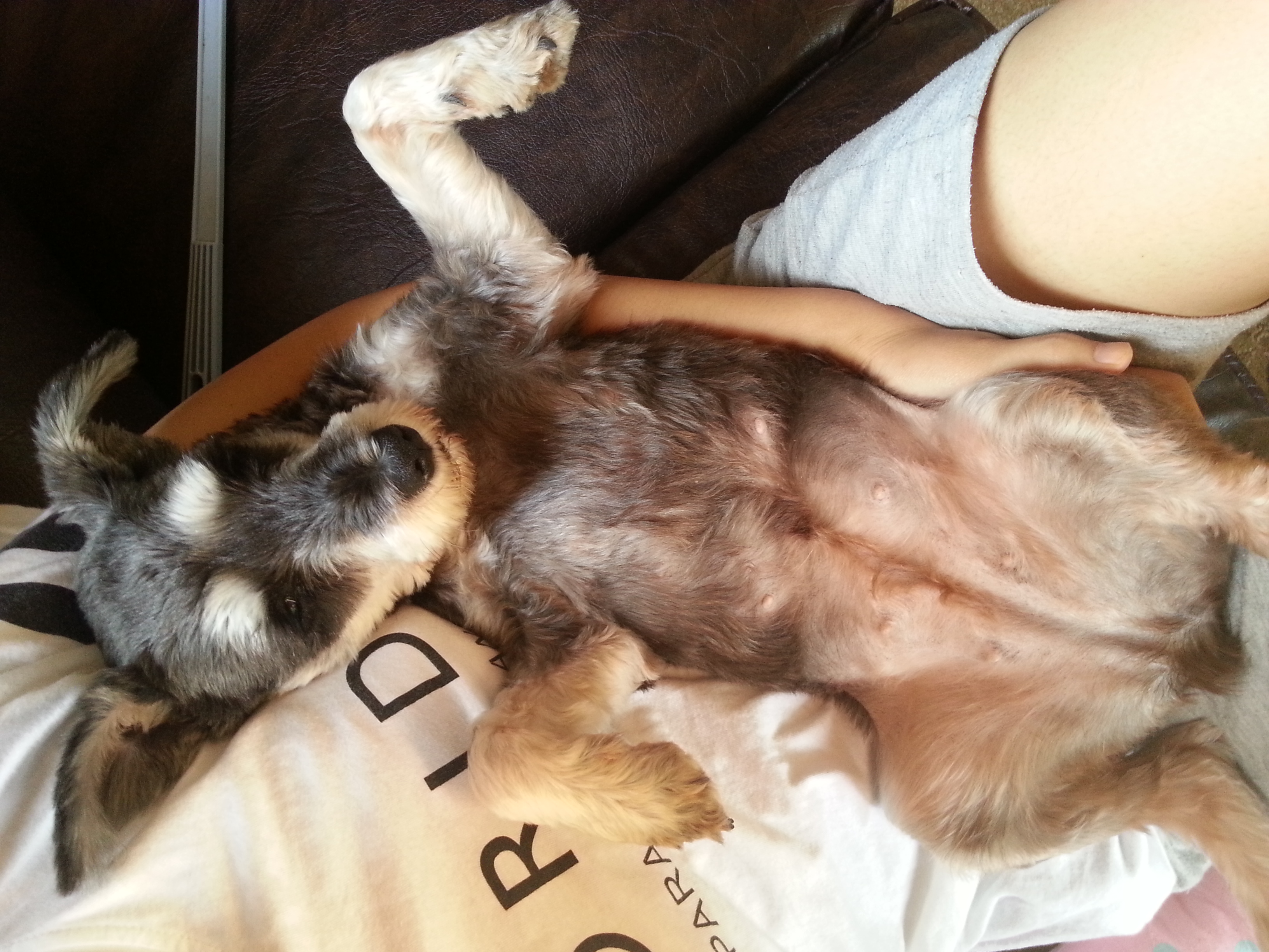 슈나우저 콩이 찾아요 - 강아지 찾아요 - 유기견 보호 센터 - 이미지 1