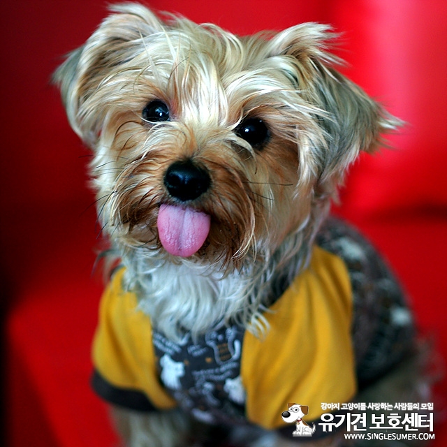 요크셔 테리어 난지캠핑장 실종(수컷) - 강아지 찾아요 - 유기견 보호 센터 - 이미지 3