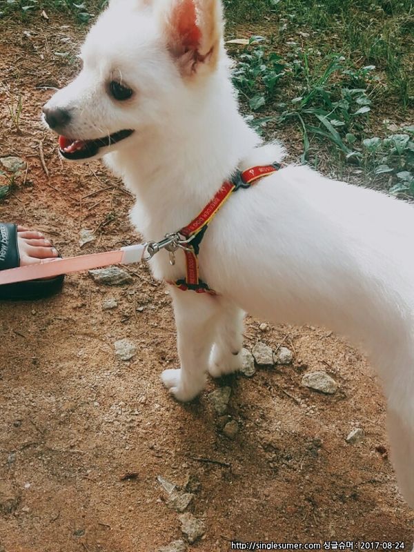 유기견보호센터 강아지보호소 고양이보호소 - 펫찾기 42번째 사진