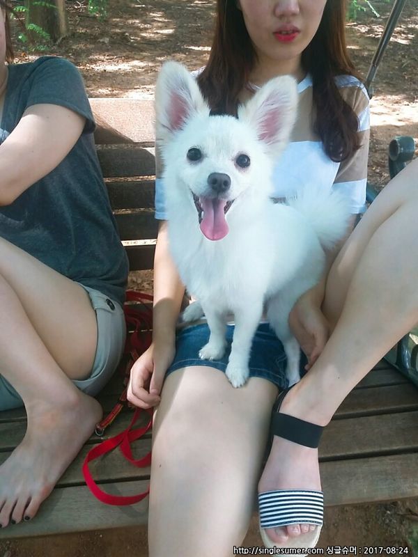 유기견보호센터 강아지보호소 고양이보호소 - 펫찾기 41번째 사진