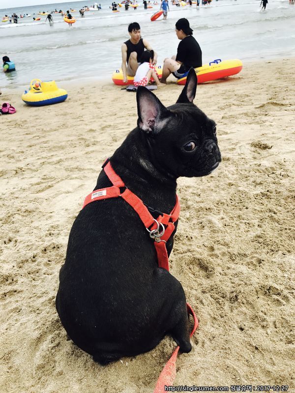 유기견보호센터 강아지보호소 고양이보호소 - 펫찾기 24번째 사진