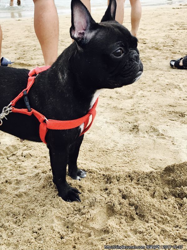 유기견보호센터 강아지보호소 고양이보호소 - 펫찾기 23번째 사진