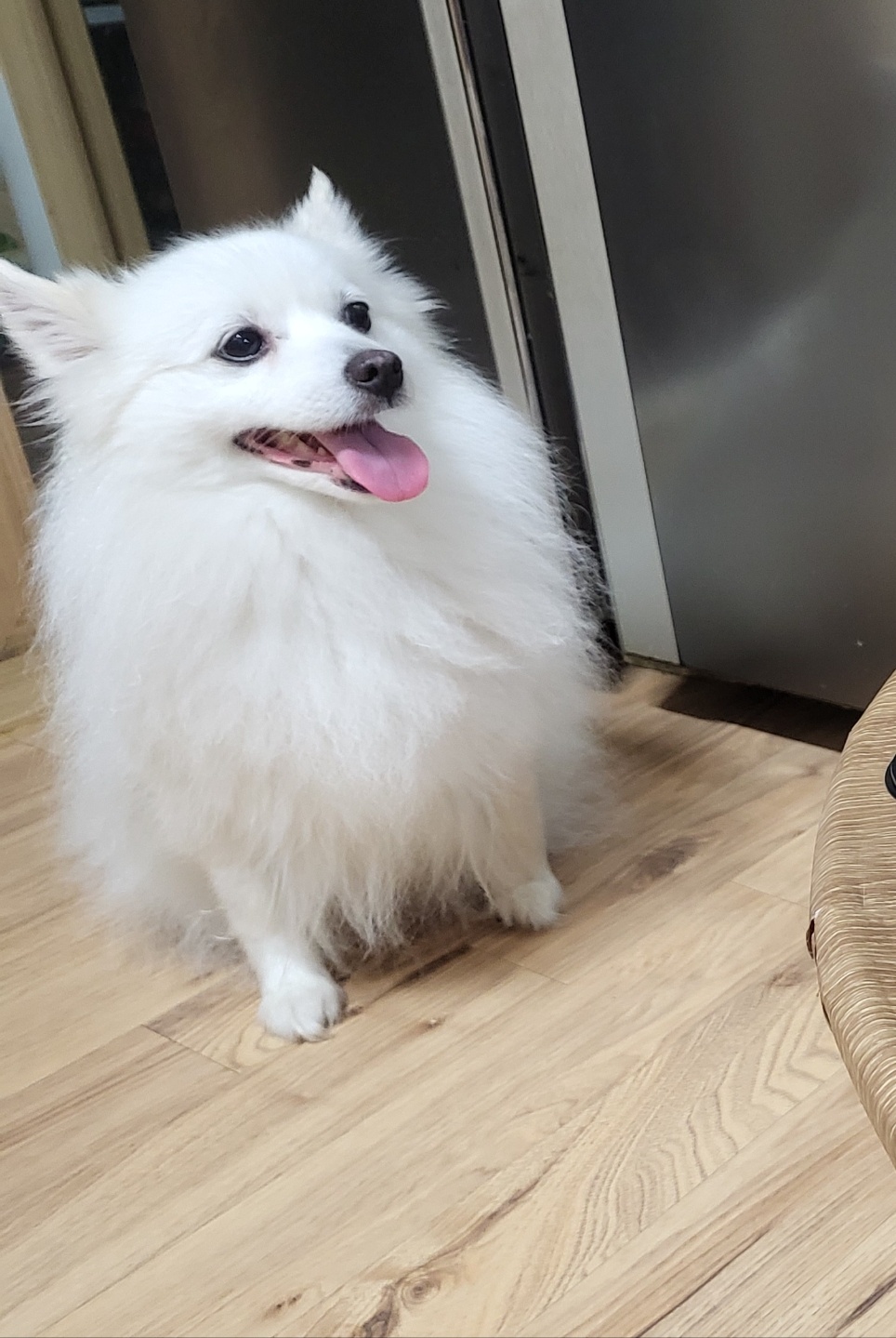 유기견보호센터 강아지보호소 고양이보호소 - 펫찾기 12번째 사진