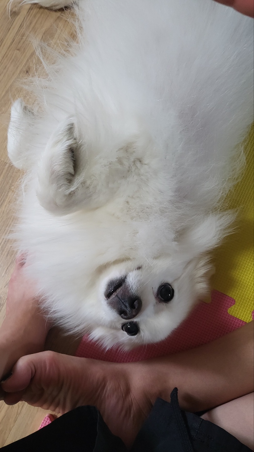 유기견보호센터 강아지보호소 고양이보호소 - 펫찾기 13번째 사진