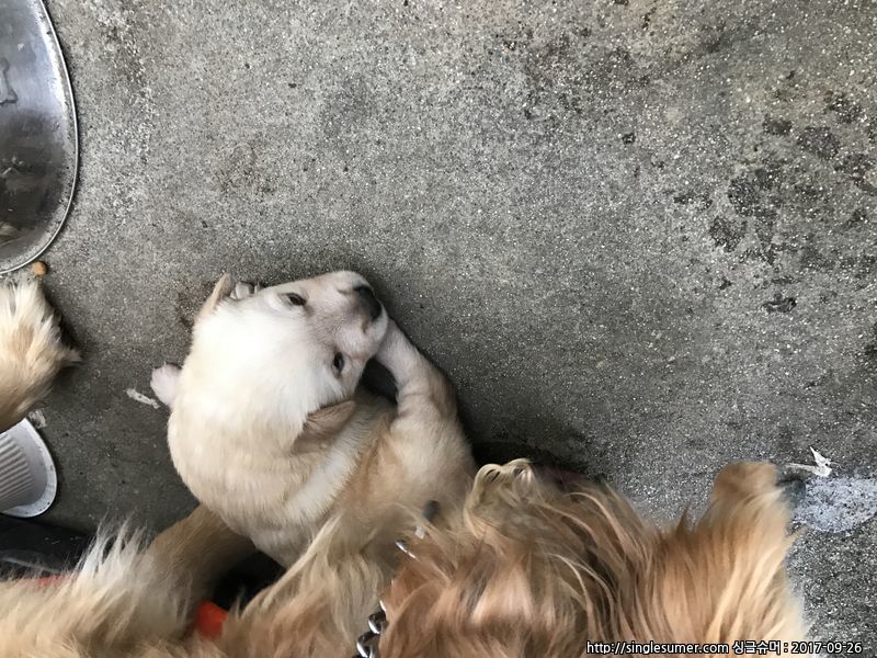 유기견보호센터 강아지보호소 고양이보호소 - 펫찾기 5번째 사진