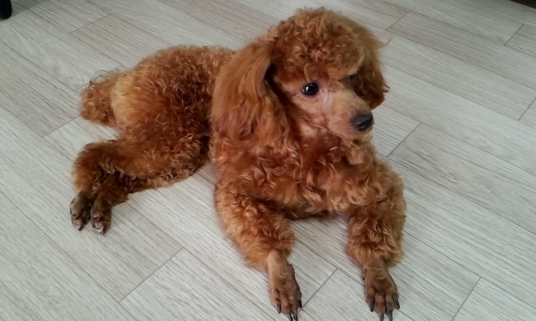 사하구 새신평동 갈색 토이푸들 여아 - 강아지 찾아요 - 유기견 보호 센터 - 이미지 2