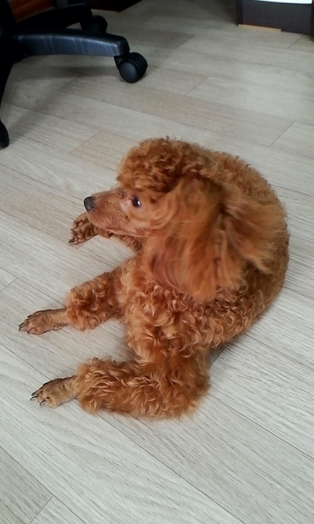 사하구 새신평동 갈색 토이푸들 여아 - 강아지 찾아요 - 유기견 보호 센터 - 이미지 1