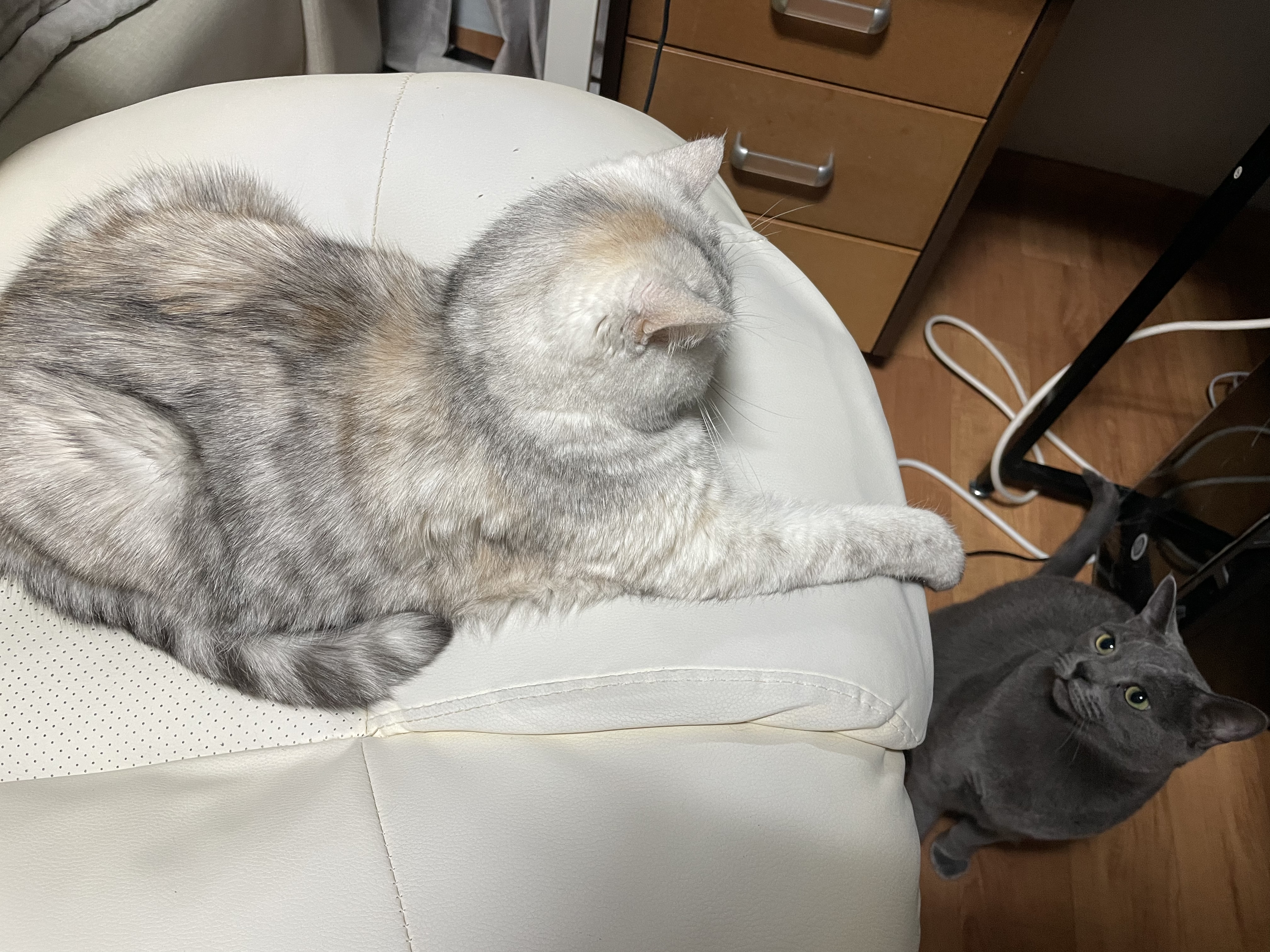 유기견보호센터 강아지보호소 고양이보호소 - 펫찾기 23번째 사진