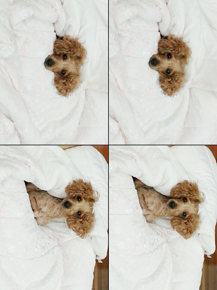 갈색암컷푸들 "짱아"를 찾습니다 - 강아지 찾아요 - 유기견 보호 센터 - 이미지 1