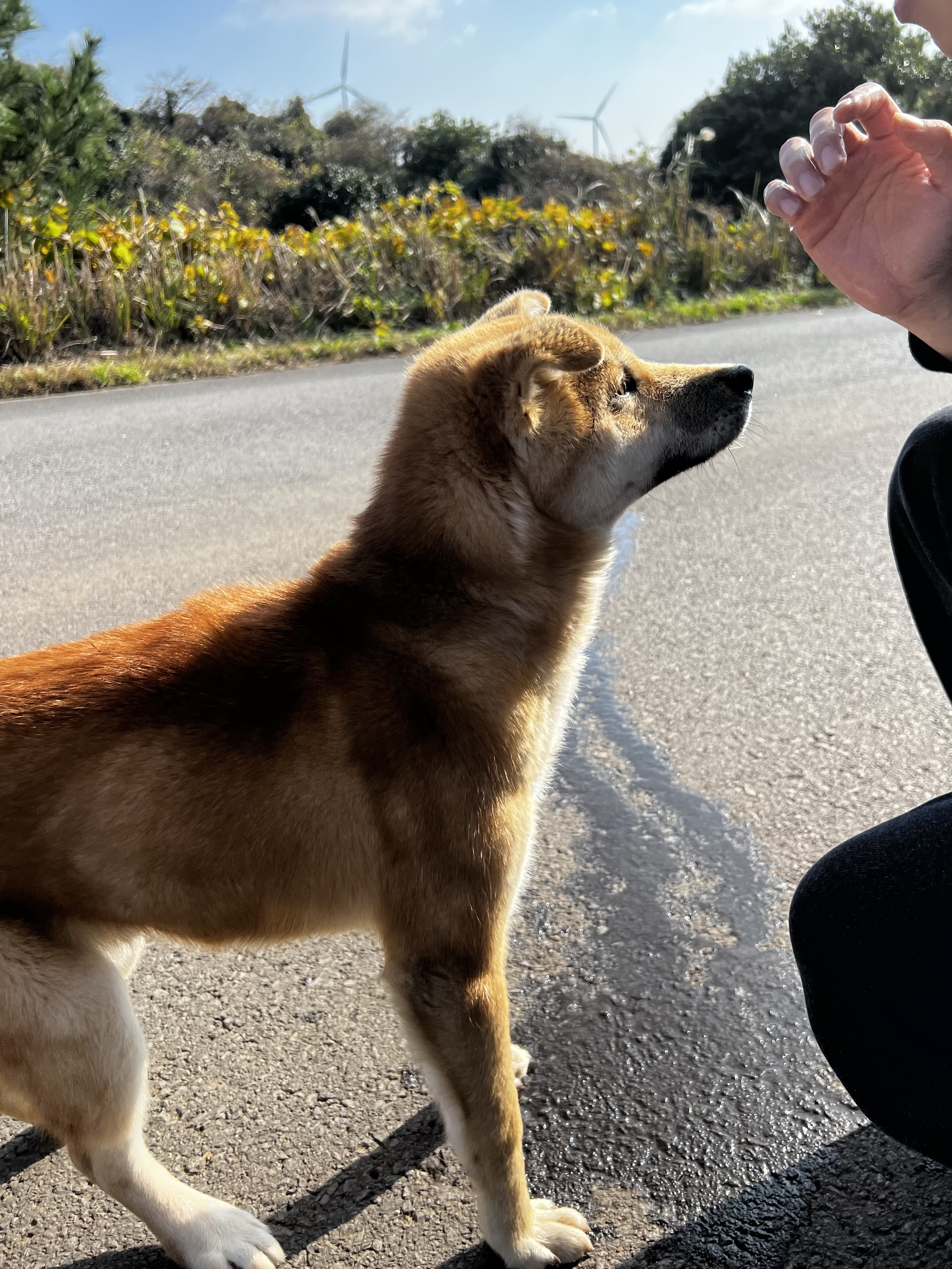 유기견보호센터 강아지보호소 고양이보호소 - 펫찾기
