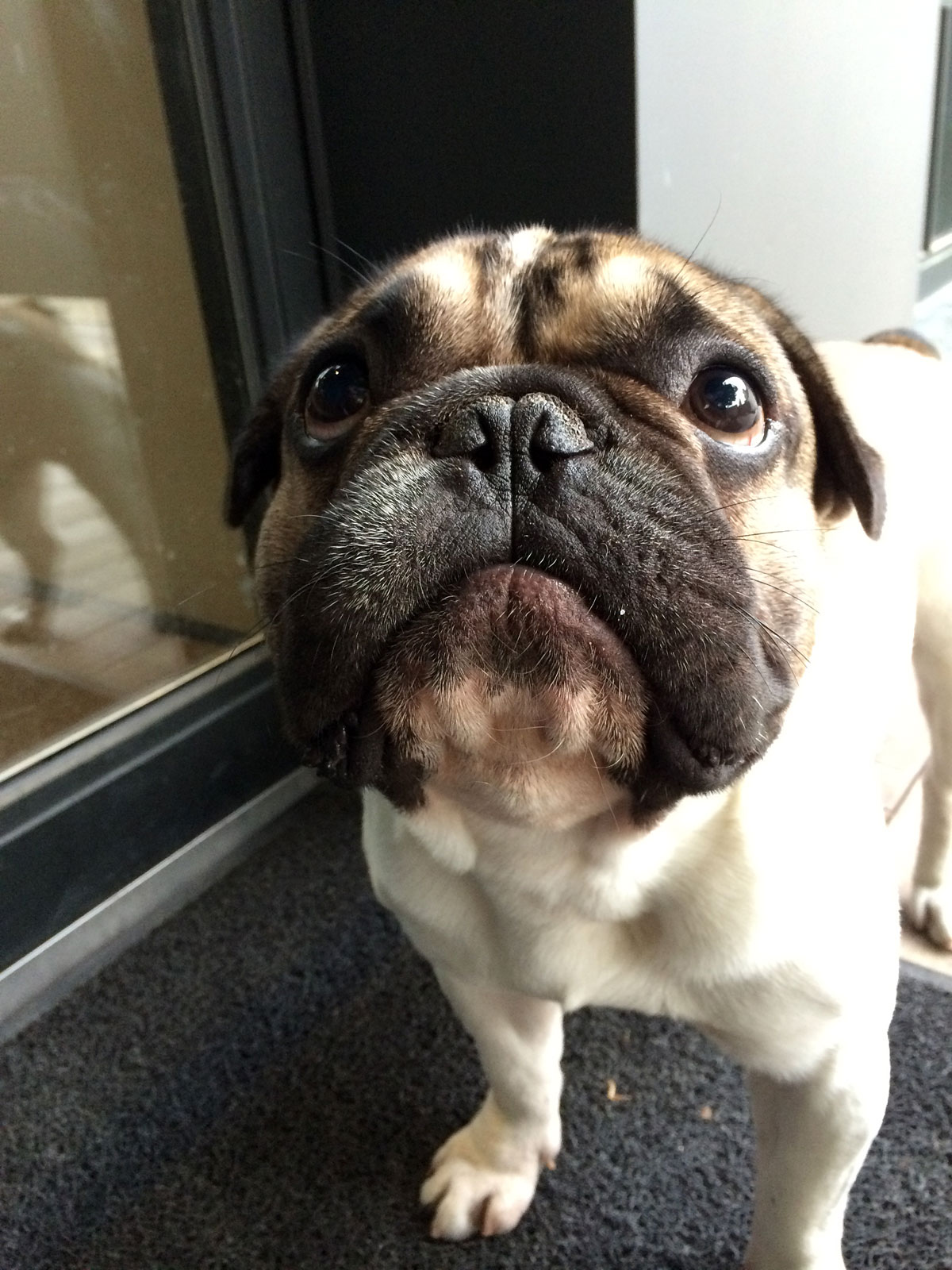 프렌치불독찾습니다.(서울/경복궁/서촌인근) - 강아지 찾아요 - 유기견 보호 센터 - 이미지 1