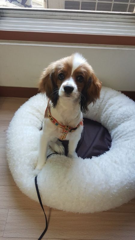 경기광주 강아지를 찾습니다