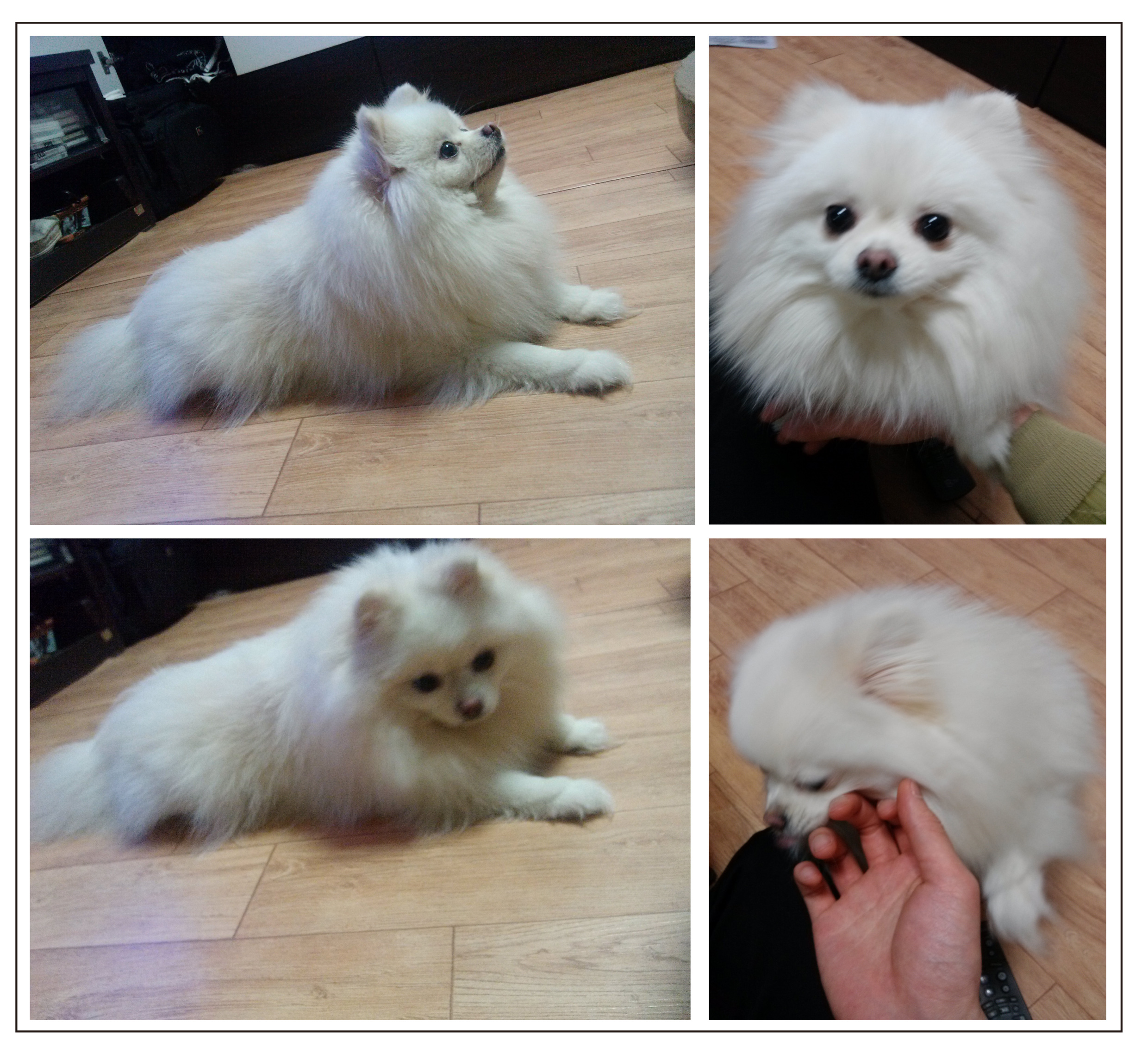 서울 중랑교 회기 외대 근처 포메라니안 찾습니다.. - 강아지 찾아요 - 유기견 보호 센터 - 이미지 1