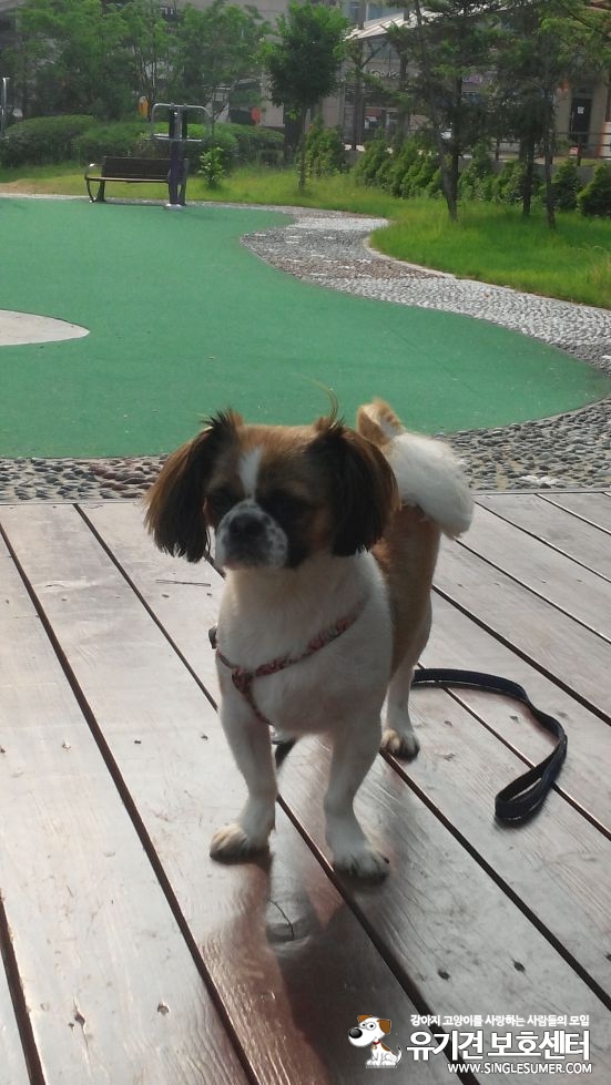 곡성 단위 농협 앞 시츄 실종 3번째 사진