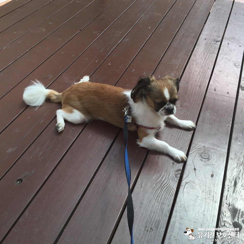 곡성 단위 농협 앞 시츄 실종 2번째 사진