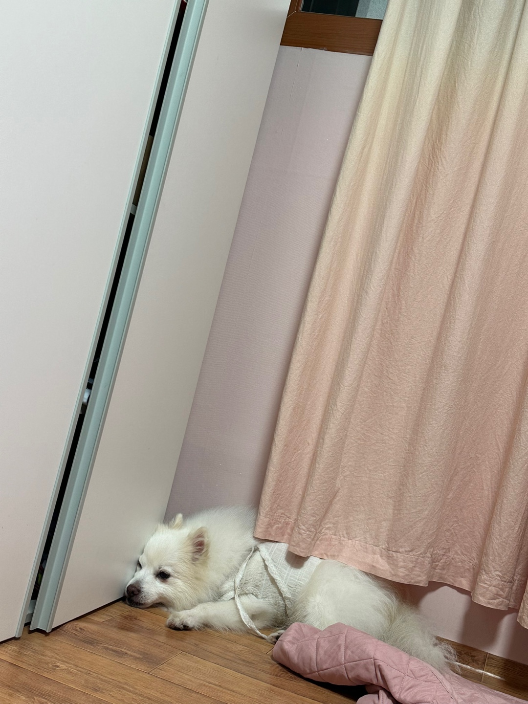 흰색 강아지를 찾습니다 - 강아지 찾아요 - 유기견 보호 센터 - 이미지 1