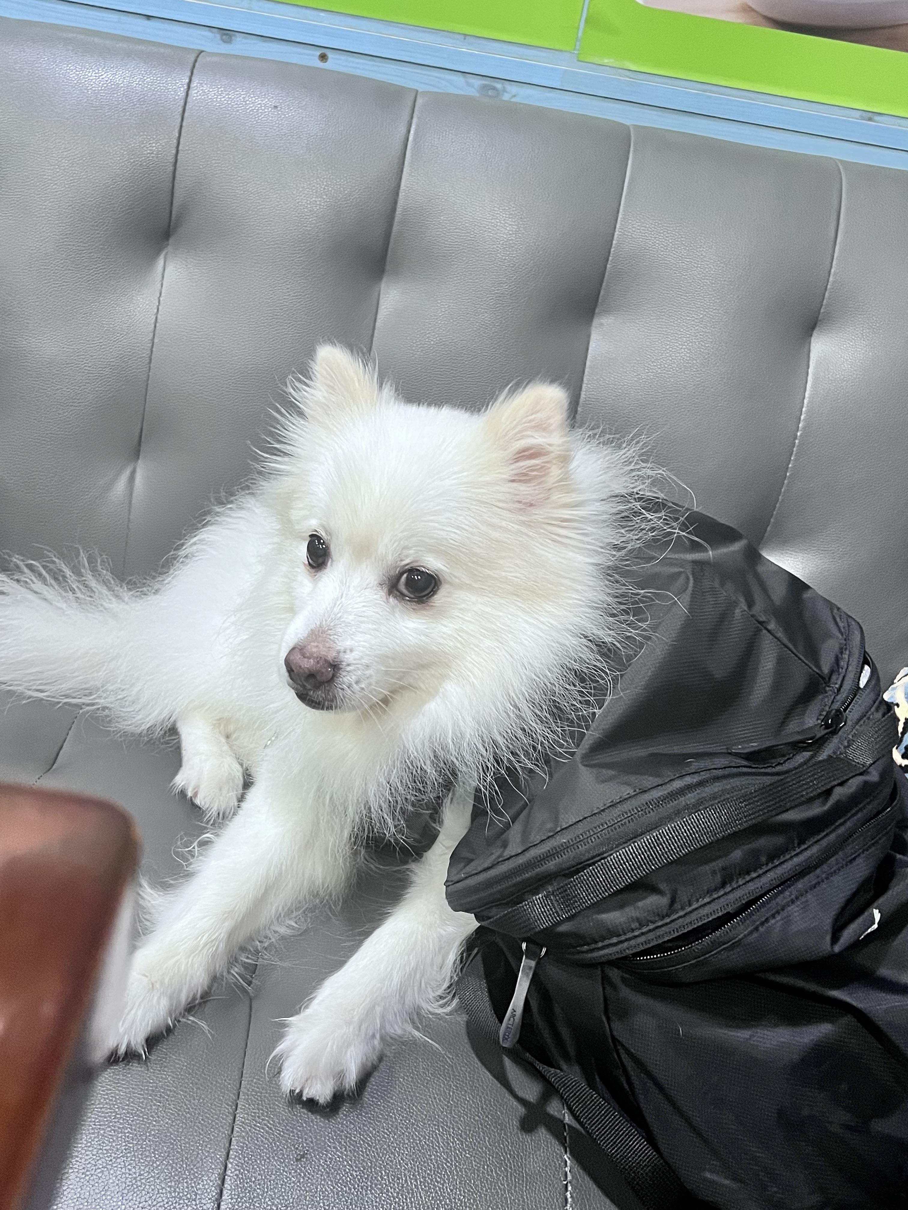 흰색 강아지를 찾습니다 - 강아지 찾아요 - 유기견 보호 센터 - 이미지 2