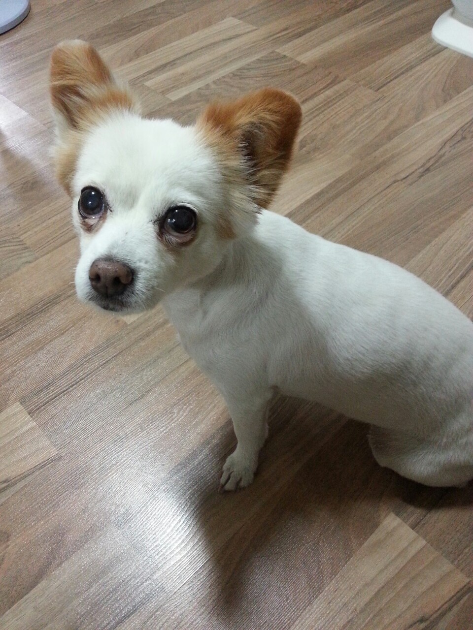 대전 동구 홍도동 인근에서 잃어버린 믹스견 찾습니다. - 강아지 찾아요 - 유기견 보호 센터 - 이미지 1