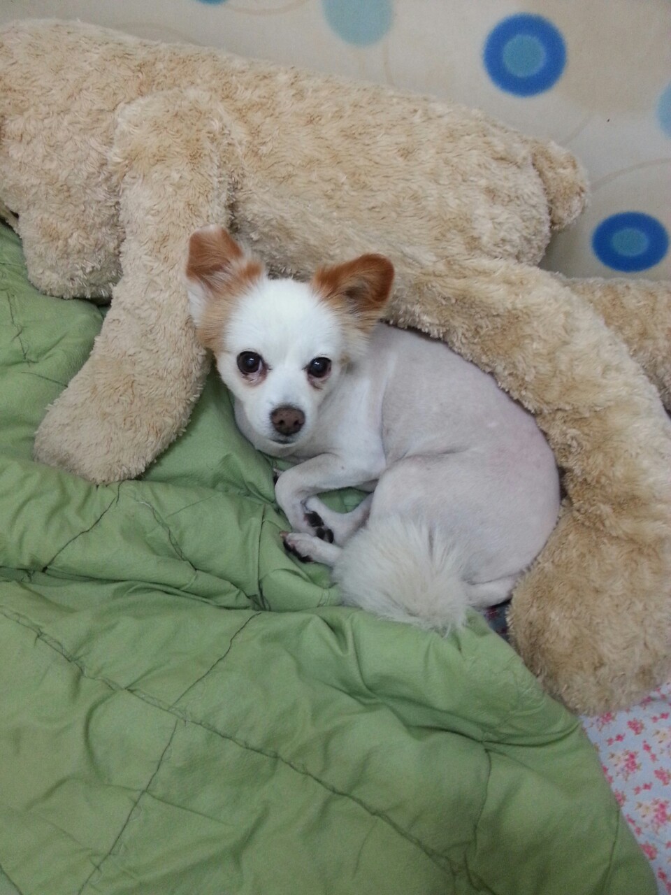 대전 동구 홍도동 인근에서 잃어버린 믹스견 찾습니다. - 강아지 찾아요 - 유기견 보호 센터 - 이미지 3