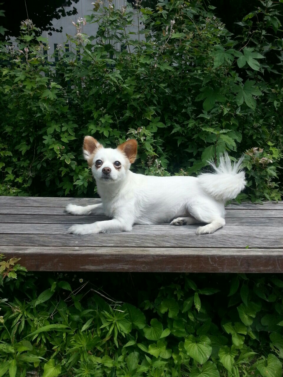 대전 동구 홍도동 인근에서 잃어버린 믹스견 찾습니다. - 강아지 찾아요 - 유기견 보호 센터 - 이미지 2