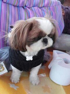 우리 이찌 찾아주세요 - 강아지 찾아요 - 유기견 보호 센터 - 이미지 4