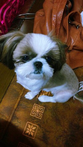 우리 이찌 찾아주세요 - 강아지 찾아요 - 유기견 보호 센터 - 이미지 1