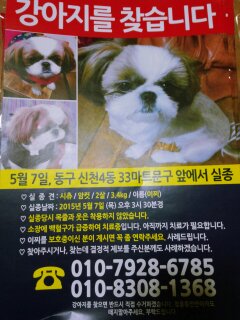 우리 이찌 찾아주세요 - 강아지 찾아요 - 유기견 보호 센터 - 이미지 11