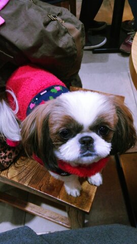 우리 이찌 찾아주세요 - 강아지 찾아요 - 유기견 보호 센터 - 이미지 7