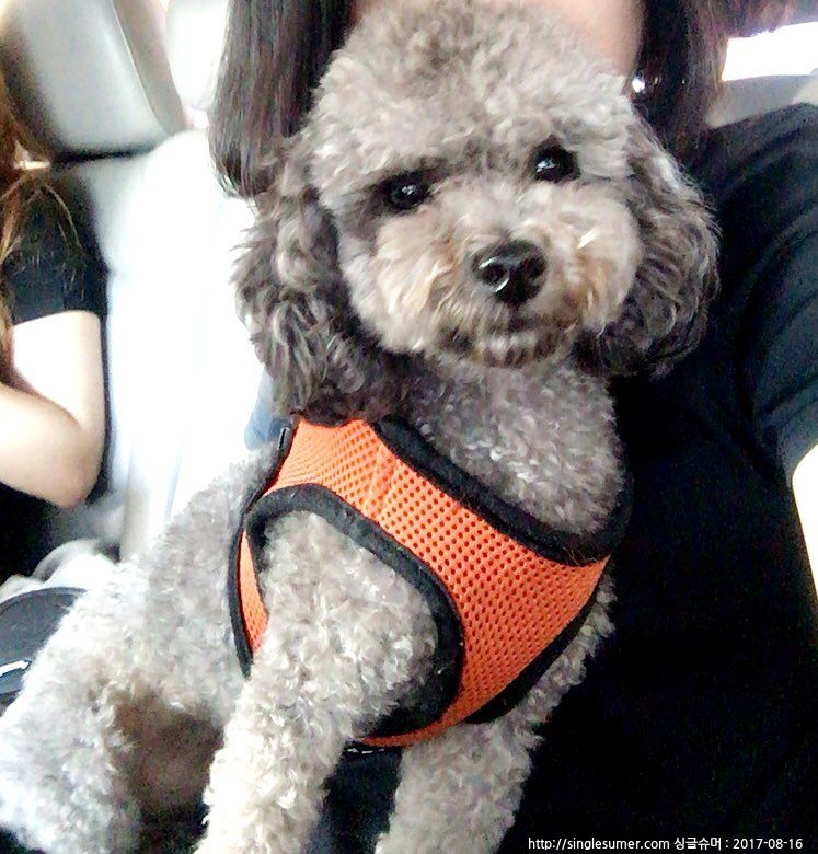 유기견보호센터 강아지보호소 고양이보호소 - 펫찾기 25번째 사진