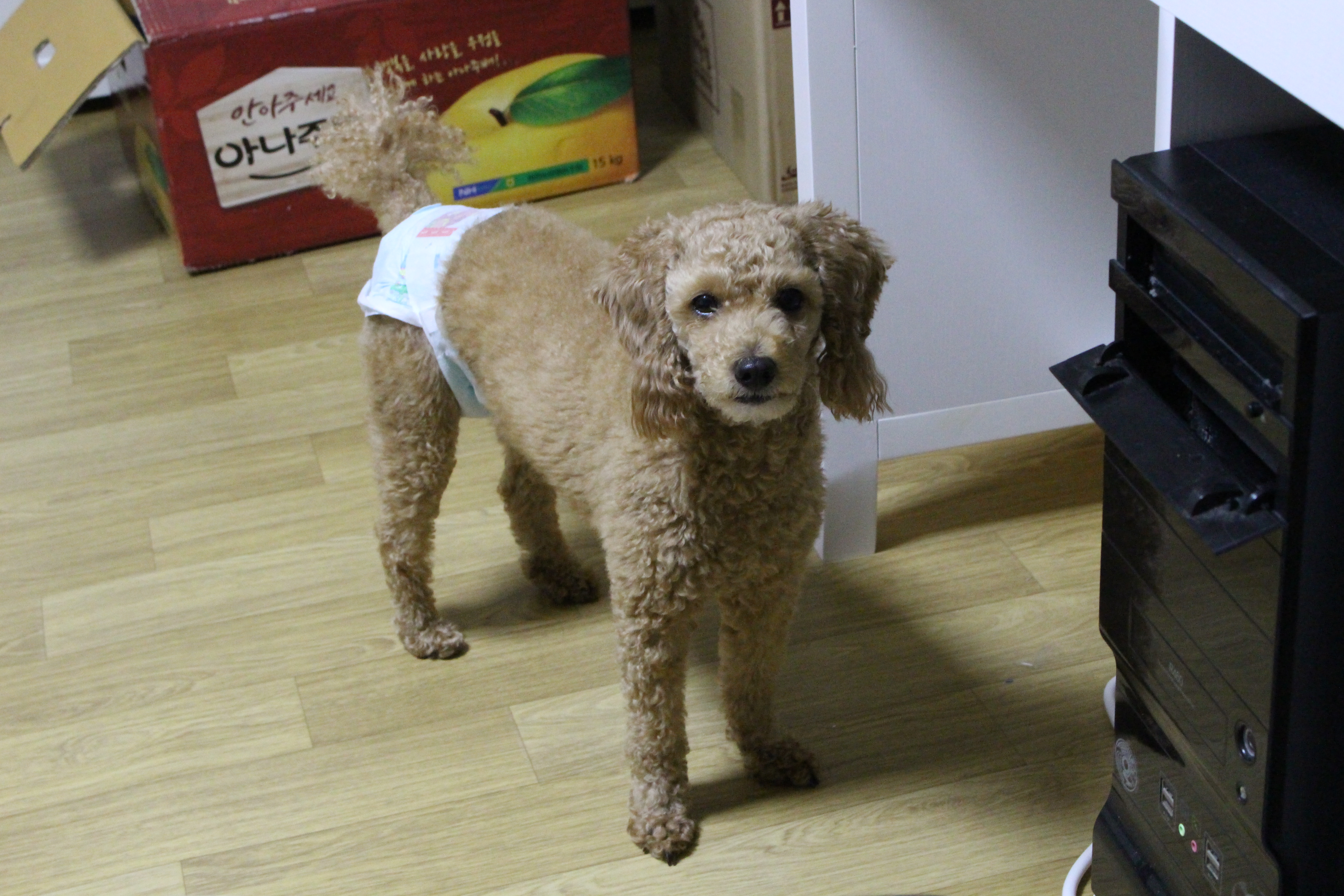 강아지찾아요.유기견 부산 연제구 기저기 찬 암컷 토이푸들 - 강아지 찾아요 - 유기견 보호 센터 - 이미지 1