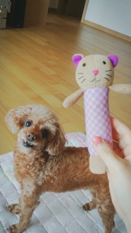 유기견보호센터 강아지보호소 고양이보호소 - 펫찾기 13번째 사진