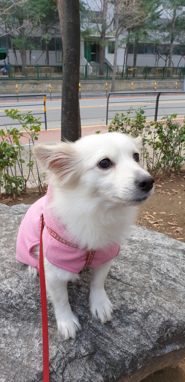 유기견보호센터 강아지보호소 고양이보호소 - 펫찾기 19번째 사진