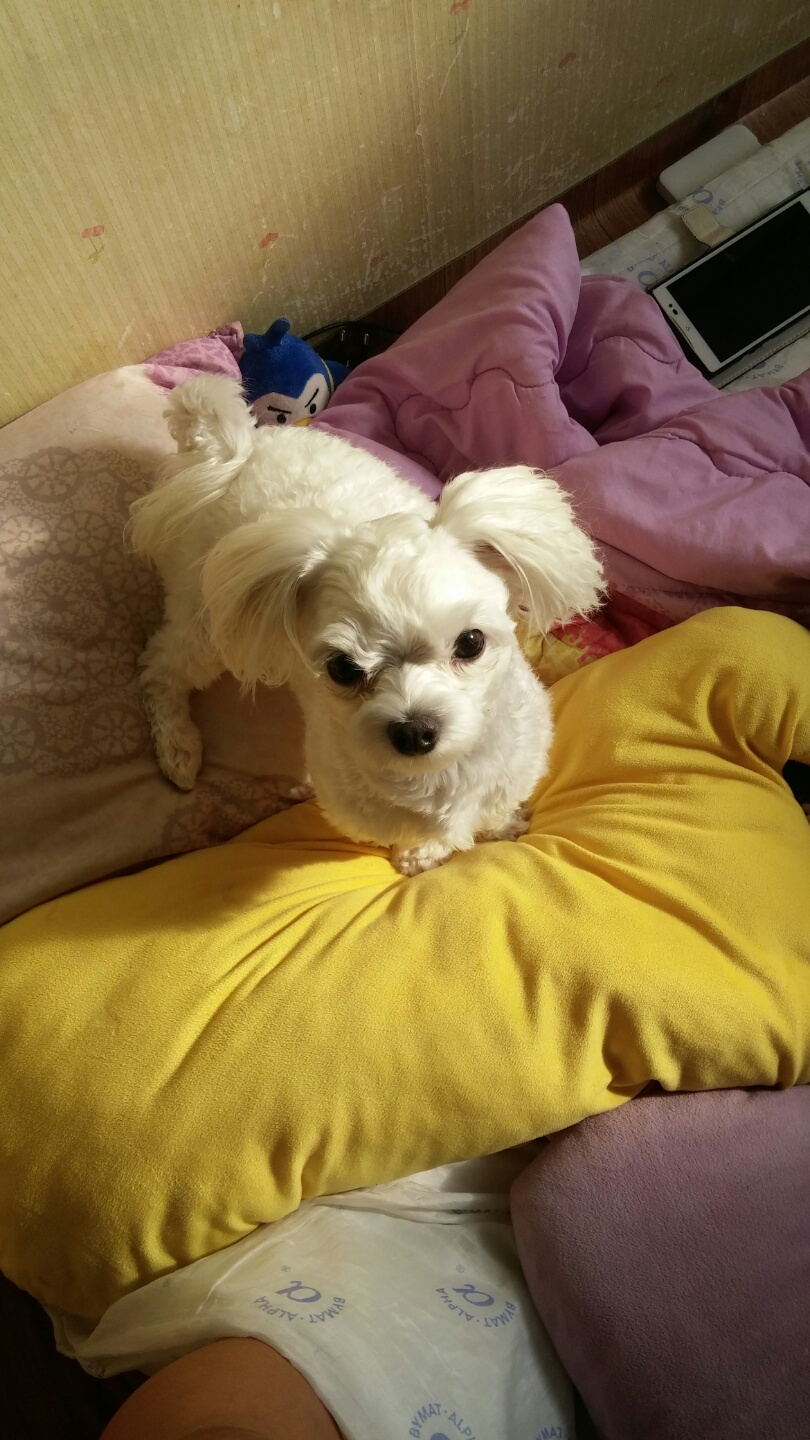 남동구 만수5동쪽에서 잃어버린 흰색 말티즈 찾고있습니다 - 강아지 찾아요 - 유기견 보호 센터 - 이미지 2