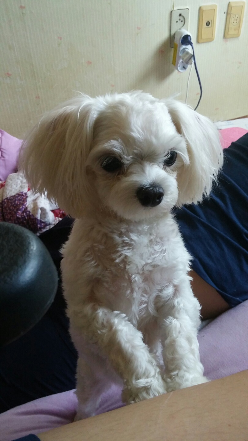 남동구 만수5동쪽에서 잃어버린 흰색 말티즈 찾고있습니다 - 강아지 찾아요 - 유기견 보호 센터 - 이미지 1