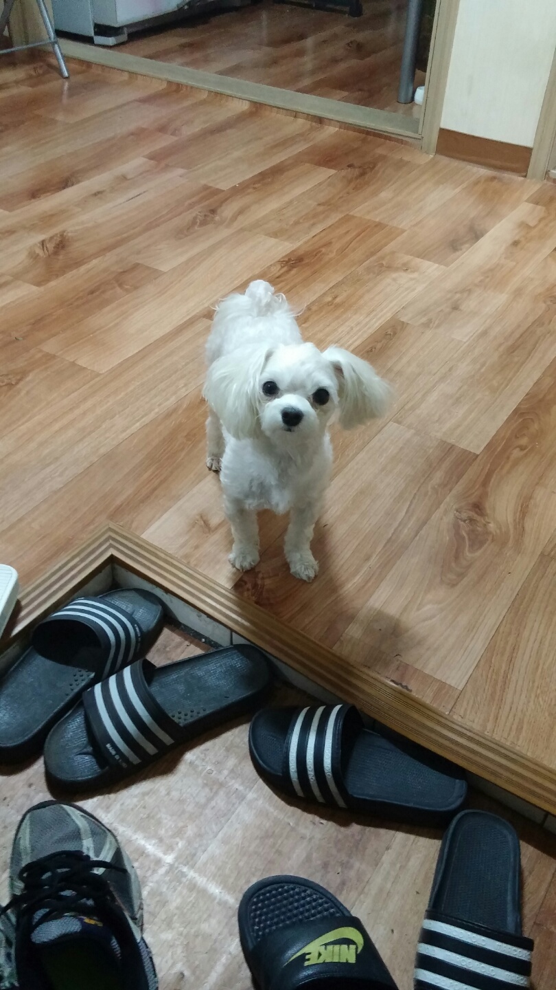 남동구 만수5동쪽에서 잃어버린 흰색 말티즈 찾고있습니다 - 강아지 찾아요 - 유기견 보호 센터 - 이미지 3