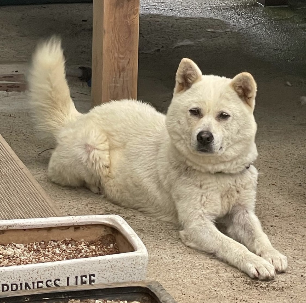 유기견보호센터 강아지보호소 고양이보호소 - 펫찾기 24번째 사진