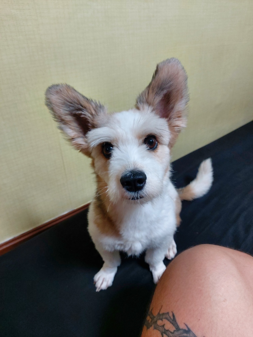 유기견보호센터 강아지보호소 고양이보호소 - 펫찾기 7번째 사진