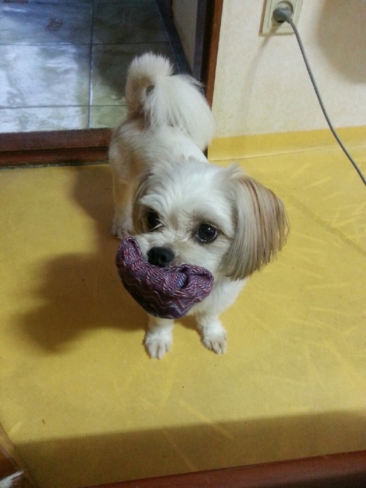 [경기] [[성남 수진동]] 시츄+말티즈 믹스견!!! - 강아지 찾아요 - 유기견 보호 센터 - 이미지 1