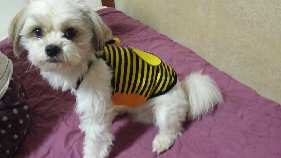 [경기] [[성남 수진동]] 시츄+말티즈 믹스견!!! - 강아지 찾아요 - 유기견 보호 센터 - 이미지 4