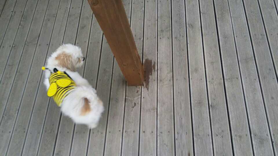 [경기] [[성남 수진동]] 시츄+말티즈 믹스견!!! - 강아지 찾아요 - 유기견 보호 센터 - 이미지 3