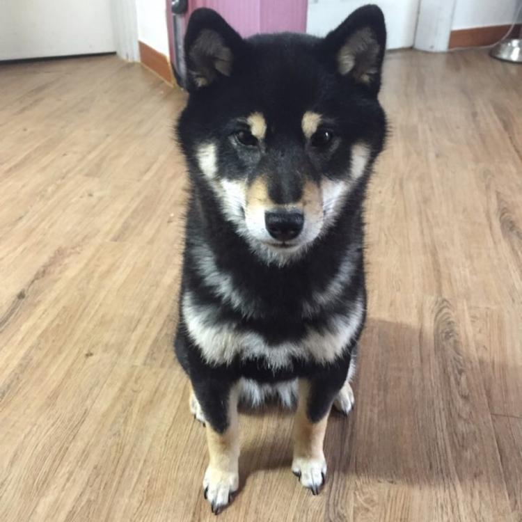 저희 시바 간지를찾습니다...