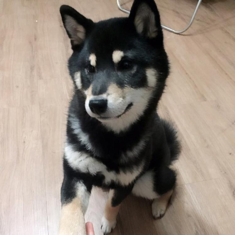 저희 시바 간지를찾습니다... 2번째 사진