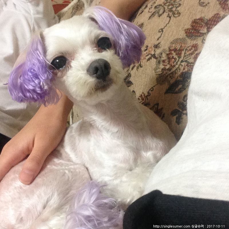 유기견보호센터 강아지보호소 고양이보호소 - 펫찾기 7번째 사진