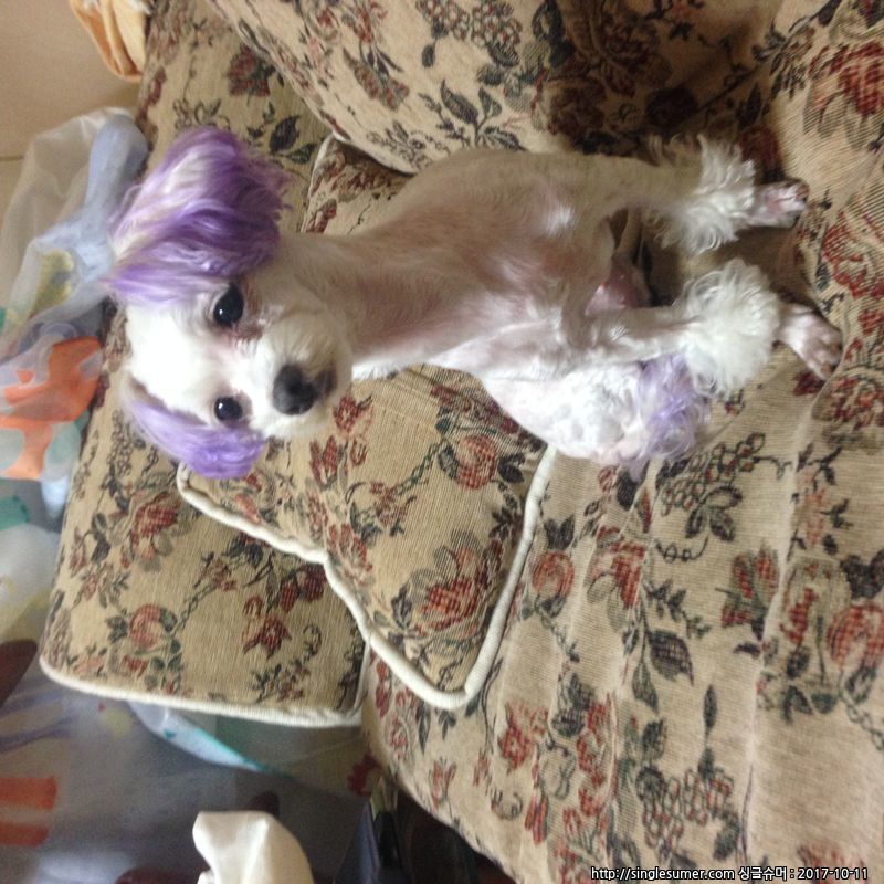 유기견보호센터 강아지보호소 고양이보호소 - 펫찾기 6번째 사진