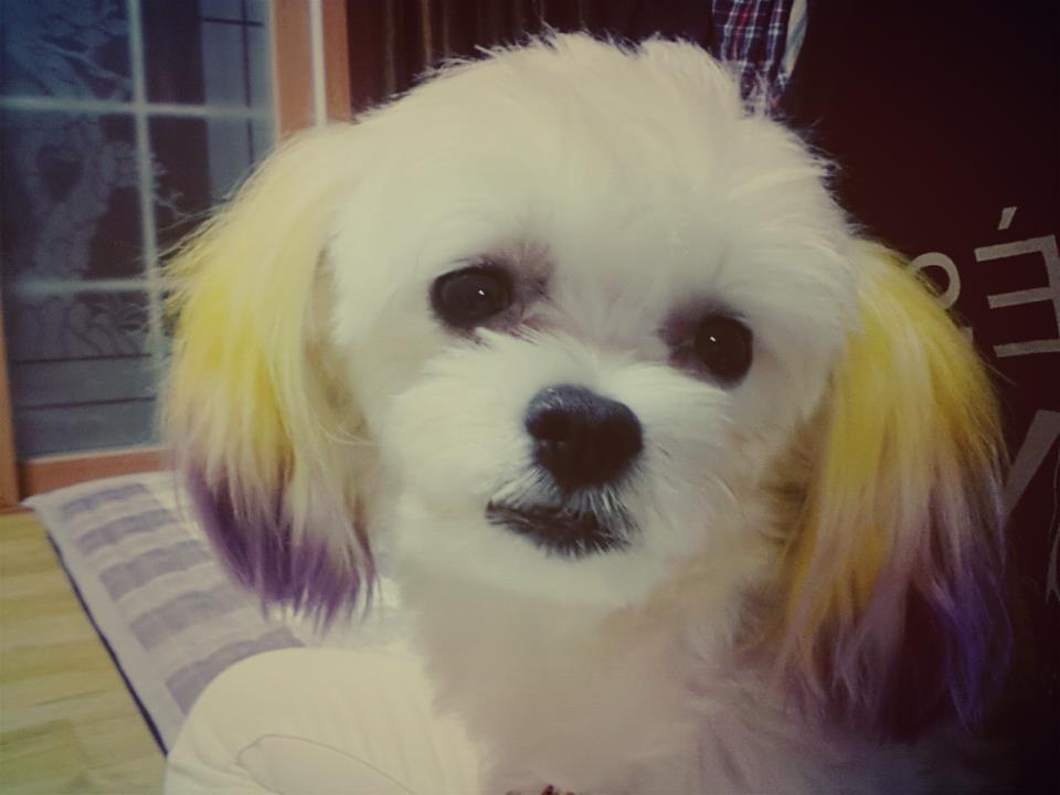 강아지를 찾습니다. - 강아지 찾아요 - 유기견 보호 센터 - 이미지 2