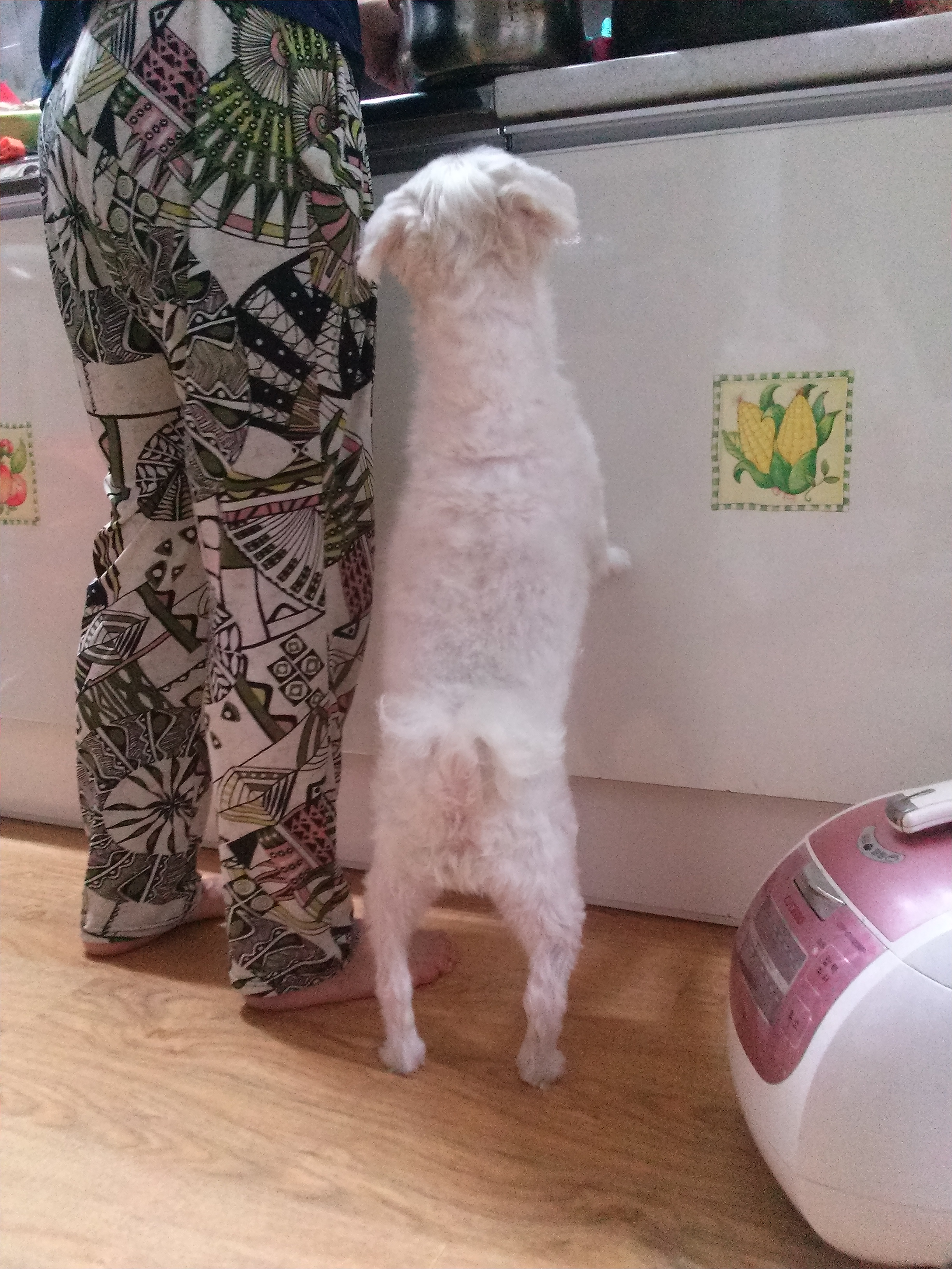 강아지 찾아요 - 강아지 찾아요 - 유기견 보호 센터 - 이미지 1