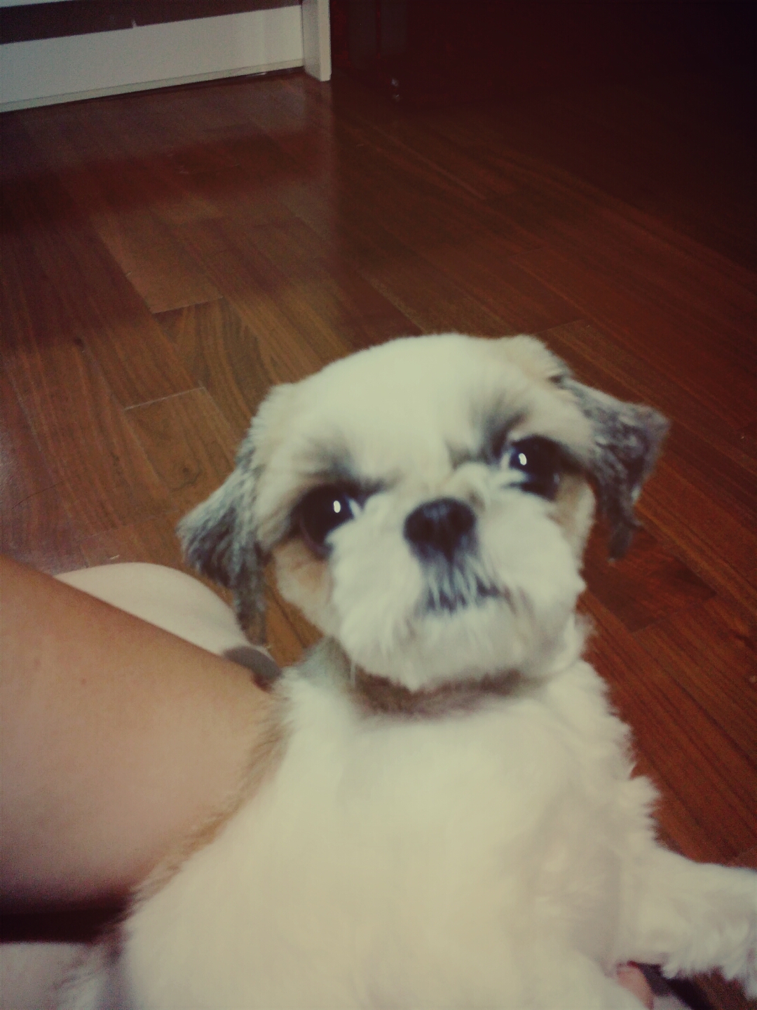 분당, 판교 계신분들봐주세요 (시츄2세남아) - 강아지 찾아요 - 유기견 보호 센터 - 이미지 3