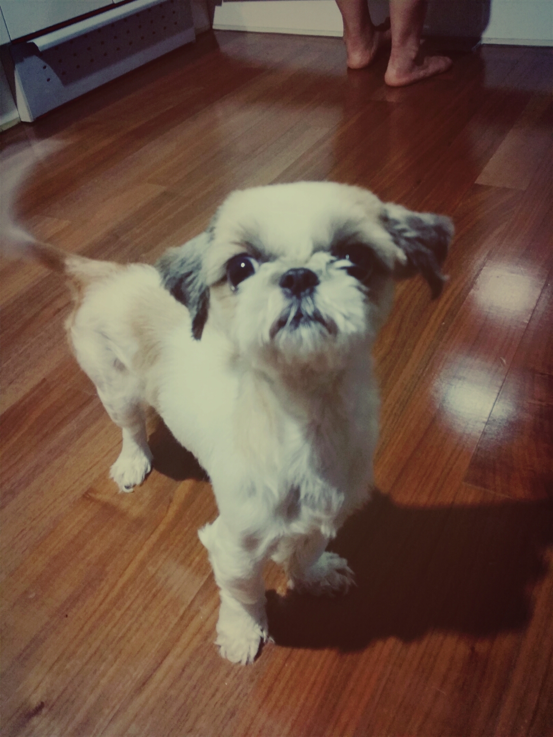 분당, 판교 계신분들봐주세요 (시츄2세남아) - 강아지 찾아요 - 유기견 보호 센터 - 이미지 4