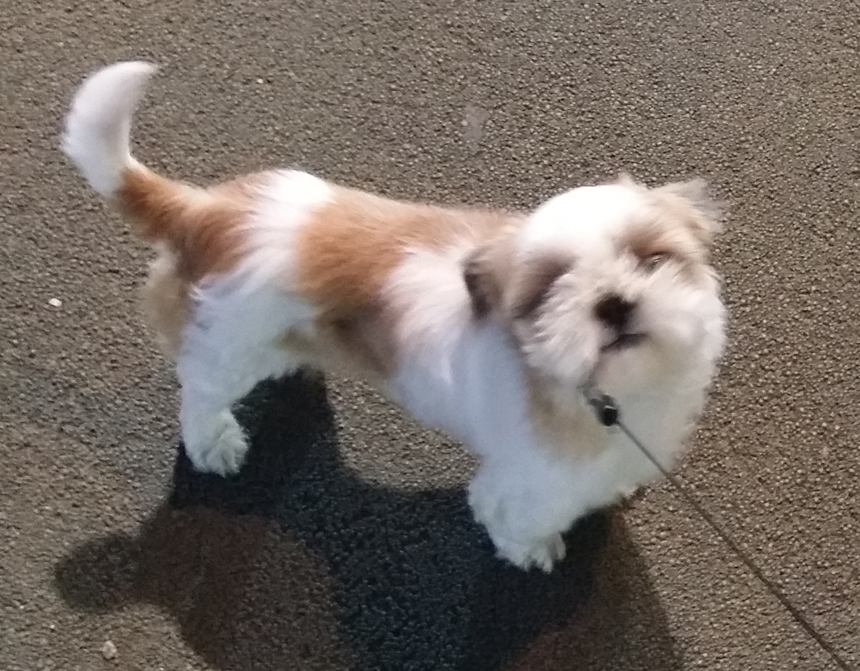 분당, 판교 계신분들봐주세요 (시츄2세남아) - 강아지 찾아요 - 유기견 보호 센터 - 이미지 2