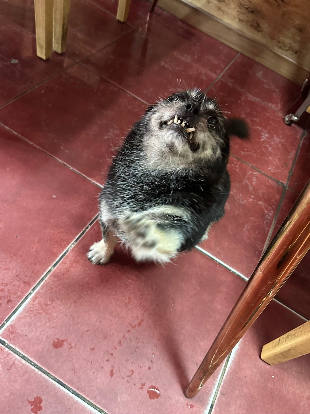 유기견보호센터 강아지보호소 고양이보호소 - 펫찾기 14번째 사진